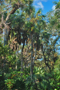 South Vero Conservation Land