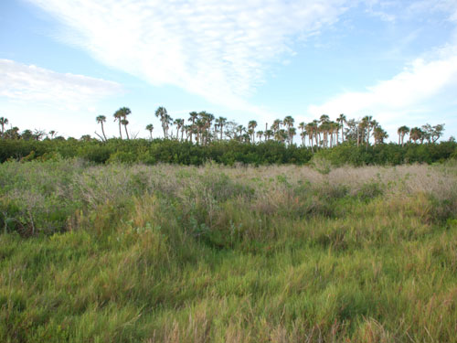 Winter Beach Salt Marsh