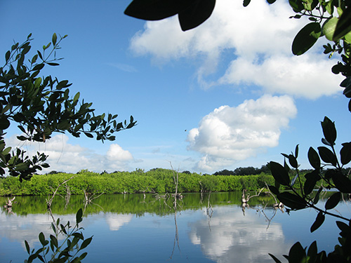 Bee Gum Point Preserve