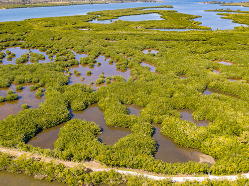 Pine Island